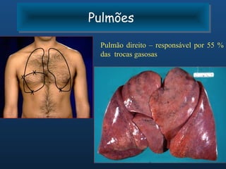Pulmões
Pulmões
 Pulmão direito – responsável por 55 %
 das trocas gasosas
 
