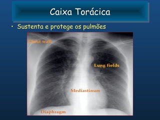 Caixa Torácica
            Caixa Torácica
• Sustenta e protege os pulmões
 