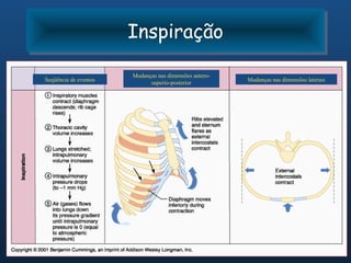 Inspiração
                       Inspiração
                       Mudanças nas dimensões antero-
Seqüência de eventos                                    Mudanças nas dimensões laterais
                             superio-posterior
 