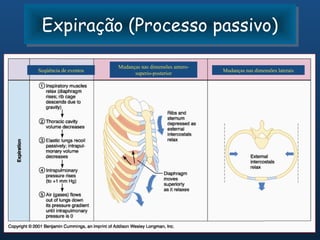 Expiração (Processo passivo)
 Expiração (Processo passivo)
                       Mudanças nas dimensões antero-
Seqüência de eventos                                    Mudanças nas dimensões laterais
                             superio-posterior
 