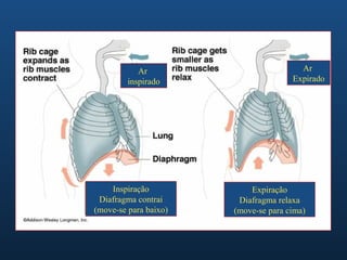 Ar                          Ar
         inspirado                    Expirado




    Inspiração             Expiração
 Diafragma contrai      Diafragma relaxa
(move-se para baixo)   (move-se para cima)
 