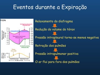 Eventos durante a Expiração

        Relaxamento do diafragma

        Redução do volume do tórax

        Pressão intrapleural torna-se menos negativa

        Retração dos pulmões

        Pressão intrapulmonar positiva

        O ar flui para fora dos pulmões
 