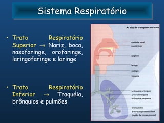 Sistema Respiratório
          Sistema Respiratório

• Trato        Respiratório
  Superior → Nariz, boca,
  nasofaringe, orofaringe,
  laringofaringe e laringe



• Trato        Respiratório
  Inferior → Traquéia,
  brônquios e pulmões
 
