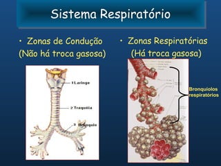 Sistema Respiratório
       Sistema Respiratório
• Zonas de Condução     • Zonas Respiratórias
(Não há troca gasosa)      (Há troca gasosa)



                                        Bronquíolos
                                        respiratórios
 
