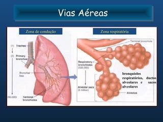 Vias Aéreas
                   Vias Aéreas
Zona de condução            Zona respiratória




                                         bronquíolos
                                         respiratórios, ductos
                                         alveolares e    sacos
                                         alveolares
 
