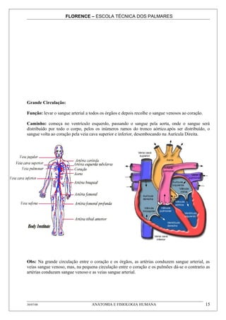 FLORENCE – ESCOLA TÉCNICA DOS PALMARES




Grande Circulação:

Função: levar o sangue arterial a todos os órgãos e depois recolhe o sangue venosos ao coração.

Caminho: começa no ventrículo esquerdo, passando o sangue pela aorta, onde o sangue será
distribuído por todo o corpo, pelos os inúmeros ramos do tronco aórtico.após ser distribuído, o
sangue volta ao coração pela veia cava superior e inferior, desembocando na Aurícula Direita.




Obs: Na grande circulação entre o coração e os órgãos, as artérias conduzem sangue arterial, as
veias sangue venoso, mas, na pequena circulação entre o coração e os pulmões dá-se o contrario as
artérias conduzam sangue venoso e as veias sangue arterial.




30/07/08                           ANATOMIA E FISIOLOGIA HUMANA                                   15
 