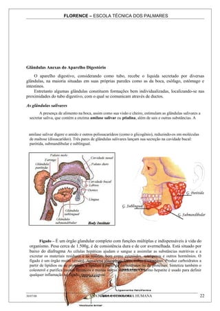 FLORENCE – ESCOLA TÉCNICA DOS PALMARES




Glândulas Anexas do Aparelho Digestório
     O aparelho digestivo, considerando como tubo, recebe o liquida secretado por diversas
glândulas, na maioria situadas em suas próprias paredes como as da boca, esôfago, estômago e
intestinos.
     Entretanto algumas glândulas constituem formações bem individualizadas, localizando-se nas
proximidades do tubo digestivo, com o qual se comunicam através de ductos.

As glândulas salivares
        A presença de alimento na boca, assim como sua visão e cheiro, estimulam as glândulas salivares a
  secretar saliva, que contém a enzima amilase salivar ou ptialina, além de sais e outras substâncias. A



  amilase salivar digere o amido e outros polissacarídeos (como o glicogênio), reduzindo-os em moléculas
  de maltose (dissacarídeo). Três pares de glândulas salivares lançam sua secreção na cavidade bucal:
  parótida, submandibular e sublingual.




       Fígado – É um órgão glandular completo com funções múltiplas e indispensáveis à vida do
  organismo. Pesa cerca de 1.500g, é de consistência dura e de cor avermelhada. Está situado por
  baixo do diafragma As células hepáticas ajudam o sangue a assimilar as substâncias nutritivas e a
  excretar os materiais residuais e as toxinas, bem como esteróides, estrógenos e outros hormônios. O
  fígado é um órgão muito versátil. Armazena glicogênio, ferro, cobre e vitaminas. Produz carboidratos a
  partir de lipídios ou de proteínas, e lipídios a partir de carboidratos ou de proteínas. Sintetiza também o
  colesterol e purifica muitos fármacos e muitas outras substâncias. O termo hepatite é usado para definir
  qualquer inflamação no fígado, como a cirrose.




30/07/08                               ANATOMIA E FISIOLOGIA HUMANA                                         22
 