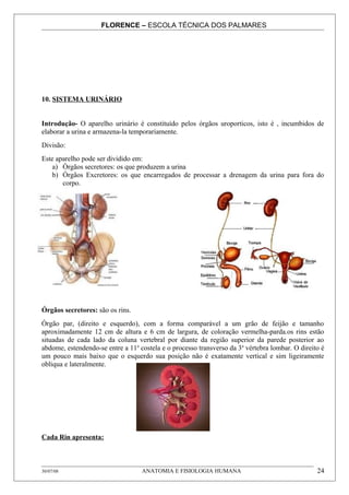 FLORENCE – ESCOLA TÉCNICA DOS PALMARES




10. SISTEMA URINÁRIO


Introdução- O aparelho urinário é constituído pelos órgãos uroporticos, isto é , incumbidos de
elaborar a urina e armazena-la temporariamente.
Divisão:
Este aparelho pode ser dividido em:
    a) Órgãos secretores: os que produzem a urina
    b) Órgãos Excretores: os que encarregados de processar a drenagem da urina para fora do
       corpo.




Órgãos secretores: são os rins.
Órgão par, (direito e esquerdo), com a forma comparável a um grão de feijão e tamanho
aproximadamente 12 cm de altura e 6 cm de largura, de coloração vermelha-parda.os rins estão
situadas de cada lado da coluna vertebral por diante da região superior da parede posterior ao
abdome, estendendo-se entre a 11a costela e o processo transverso da 3a vértebra lombar. O direito é
um pouco mais baixo que o esquerdo sua posição não é exatamente vertical e sim ligeiramente
obliqua e lateralmente.




Cada Rin apresenta:



30/07/08                           ANATOMIA E FISIOLOGIA HUMANA                                  24
 