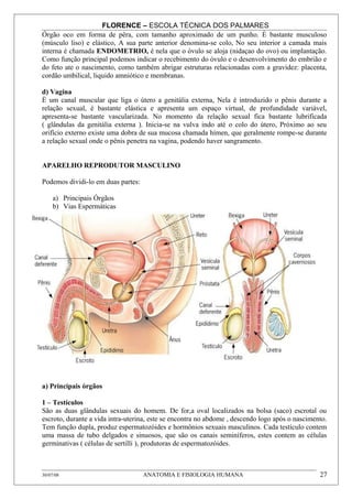 FLORENCE – ESCOLA TÉCNICA DOS PALMARES
Órgão oco em forma de pêra, com tamanho aproximado de um punho. È bastante musculoso
(músculo liso) e elástico, A sua parte anterior denomina-se colo, No seu interior a camada mais
interna é chamada ENDOMETRIO, é nela que o óvulo se aloja (nidaçao do ovo) ou implantação.
Como função principal podemos indicar o recebimento do óvulo e o desenvolvimento do embrião e
do feto ate o nascimento, como também abrigar estruturas relacionadas com a gravidez: placenta,
cordão umbilical, liquido amniótico e membranas.

d) Vagina
È um canal muscular que liga o útero a genitália externa, Nela é introduzido o pênis durante a
relação sexual, é bastante elástica e apresenta um espaço virtual, de profundidade variável,
apresenta-se bastante vascularizada. No momento da relação sexual fica bastante lubrificada
( glândulas da genitália externa ). Inicia-se na vulva indo até o colo do útero, Próximo ao seu
orifício externo existe uma dobra de sua mucosa chamada hímen, que geralmente rompe-se durante
a relação sexual onde o pênis penetra na vagina, podendo haver sangramento.


APARELHO REPRODUTOR MASCULINO

Podemos dividi-lo em duas partes:

     a) Principais Órgãos
     b) Vias Espermáticas




a) Principais órgãos

1 – Testículos
São as duas glândulas sexuais do homem. De for,a oval localizados na bolsa (saco) escrotal ou
escroto, durante a vida intra-uterina, este se encontra no abdome , descendo logo após o nascimento.
Tem função dupla, produz espermatozóides e hormônios sexuais masculinos. Cada testículo contem
uma massa de tubo delgados e sinuosos, que são os canais seminíferos, estes contem as células
germinativas ( células de sertilli ), produtoras de espermatozóides.



30/07/08                            ANATOMIA E FISIOLOGIA HUMANA                                 27
 