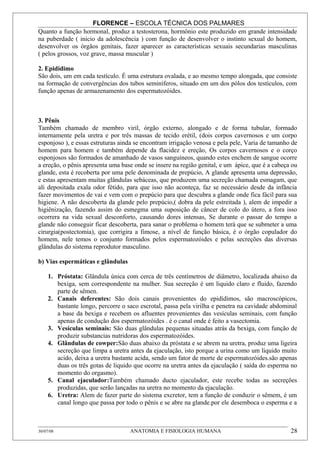 FLORENCE – ESCOLA TÉCNICA DOS PALMARES
Quanto a função hormonal, produz a testosterona, hormônio este produzido em grande intensidade
na puberdade ( inicio da adolescência ) com função de desenvolver o instinto sexual do homem,
desenvolver os órgãos genitais, fazer aparecer as características sexuais secundarias masculinas
( pelos grossos, voz grave, massa muscular )

2. Epidídimo
São dois, um em cada testículo. É uma estrutura ovalada, e ao mesmo tempo alongada, que consiste
na formação de convergências dos tubos seminíferos, situado em um dos pólos dos testículos, com
função apenas de armazenamento dos espermatozóides.



3. Pênis
Também chamado de membro viril, órgão externo, alongado e de forma tubular, formado
internamente pela uretra e por três massas de tecido erétil, (dois corpos cavernosos e um corpo
esponjoso ), e essas estruturas ainda se encontram irrigação venosa e pela pele, Varia de tamanho de
homem para homem e também depende da flacidez e ereção, Os corpos cavernosos e o corço
esponjosos são formados de amanhado de vasos sanguíneos, quando estes enchem de sangue ocorre
a ereção, o pênis apresenta uma base onde se insere na região genital, e um ápice, que é a cabeça ou
glande, esta é recoberta por uma pele denominada de prepúcio, A glande apresenta uma depressão,
e estas apresentam muitas glândulas sebáceas, que produzem uma secreção chamada esmagam, que
ali depositada exala odor fétido, para que isso não aconteça, faz se necessário desde da infância
fazer movimentos de vai e vem com o prepúcio para que descubra a glande onde fica fácil para sua
higiene. A não descoberta da glande pelo prepúcio,( dobra da pele estreitada ), alem de impedir a
higiênização, fazendo assim do esmegma uma suposição de câncer de colo do útero, a fora isso
ocorrera na vida sexual desconforto, causando dores intensas, Se durante o passar do tempo a
glande não conseguir ficar descoberta, para sanar o problema o homem terá que se submeter a uma
cirurgia(postectomia), que corrigira a fimose, a nível de função básica, é o órgão copulador do
homem, nele temos o conjunto formados pelos espermatozóides e pelas secreções das diversas
glândulas do sistema reprodutor masculino.

b) Vias espermáticas e glândulas

     1. Próstata: Glândula única com cerca de três centímetros de diâmetro, localizada abaixo da
        bexiga, sem correspondente na mulher. Sua secreção é um liquido claro e fluido, fazendo
        parte de sêmen.
     2. Canais deferentes: São dois canais provenientes do epidídimos, são macroscópicos,
        bastante longo, percorre o saco escrotal, passa pela virilha e penetra na cavidade abdominal
        a base da bexiga e recebem os afluentes provenientes das vesículas seminais, com função
        apenas de condução dos espermatozóides . é o canal onde é feito a vasectomia.
     3. Vesículas seminais: São duas glândulas pequenas situadas atrás da bexiga, com função de
        produzir substancias nutridoras dos espermatozóides.
     4. Glândulas de cowper:São duas abaixo da próstata e se abrem na uretra, produz uma ligeira
        secreção que limpa a uretra antes da ejaculação, isto porque a urina como um liquido muito
        acido, deixa a uretra bastante acida, sendo um fator de morte de espermatozóides.são apenas
        duas os três gotas de liquido que ocorre na uretra antes da ejaculação ( saída do esperma no
        momento do orgasmo).
     5. Canal ejaculador:Também chamado ducto ejaculador, este recebe todas as secreções
        produzidas, que serão lançadas na uretra no momento da ejaculação.
     6. Uretra: Alem de fazer parte do sistema excretor, tem a função de conduzir o sêmem, é um
        canal longo que passa por todo o pênis e se abre na glande.por ele desemboca o esperma e a



30/07/08                            ANATOMIA E FISIOLOGIA HUMANA                                 28
 