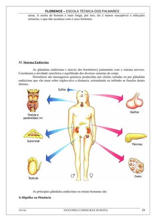 FLORENCE – ESCOLA TÉCNICA DOS PALMARES
           urina, A uretra do homem é mais longa, por isso, ele é menos susceptível a infecções
           urinarias, o que não acontece com o sexo feminino.




12. Sistema Endócrino

           As glândulas endócrinas ( através dos hormônios) juntamente com o sistema nervoso.
Coordenam a atividade sincrônica e equilibrada dos diversos sistemas do corpo.
           Hormônios são mensageiros químicos produzidos por células isoladas ou por glândulas
endócrinas que vão atuar sobre órgãos-alvo a distancia, estimulando ou inibindo as funções destes
últimos.




              As principais glândulas endócrinas ou mistas humanas são:
1) Hipófise ou Pituitária


30/07/08                             ANATOMIA E FISIOLOGIA HUMANA                             29
 