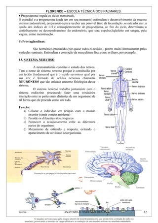 FLORENCE – ESCOLA TÉCNICA DOS PALMARES
• Progesterona: regula os ciclos menstruais.
O estradiol e a progesterona (cada um em seu momento) estimulam o desenvolvimento da mucosa
uterina (endométrio), preparando-a para receber um possível fruto da fecundação .se este não vier, a
queda dos índices de LH e conseqüentemente de progesterona, ao fim do ciclo, determinara o
desfolhamento ou desmembramento do endométrio, que será expulso,liqüefeito em sangue, pela
vagina, como menstruação.

9) Prostaglandinas:

           São hormônios produzidos por quase todos os tecidos , porem muito intensamente pelas
vesículas seminais. Estimulam a contração da musculatura lisa, como o últero, por exemplo.

13. SISTEMA NERVOSO

           A neuroanatomia constitui o estudo dos nervos.
Tem o nome de sistema nervoso porque é constituído por
um tecido fundamental que é o tecido nervoso.o qual por
sua vez é formado de células nervosas chamadas
NEURÔNEOS que são unidade anatomo-fisiologica desse
sistema.
           O sistema nervoso trabalha juntamente com o
sistema endócrino procurando fazer uma verdadeira
interação entre as partes mais distantes de um organismo de
tal forma que ele proceda como um todo.

Função:
   a) Colocar o individuo em relação com o mundo
      exterior (sentir o meio ambiente)
   b) Preside os diferentes atos psíquicos
   c) Promover o relacionamento entre as diferentes
      partes do organismo
   d) Mecanismo de estimulo e resposta, evitando o
      aparecimento de atividade desorganizada.




              •




30/07/08                           ANATOMIA E FISIOLOGIA HUMANA                                  32
 