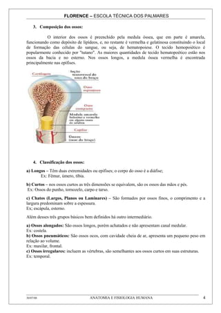 FLORENCE – ESCOLA TÉCNICA DOS PALMARES

     3. Composição dos ossos:

           O interior dos ossos é preenchido pela medula óssea, que em parte é amarela,
funcionando como depósito de lipídeos, e, no restante é vermelha e gelatinosa constituindo o local
de formação das células do sangue, ou seja, de hematopoiese. O tecido hemopoiético é
popularmente conhecido por "tutano". As maiores quantidades de tecido hematopoético estão nos
ossos da bacia e no esterno. Nos ossos longos, a medula óssea vermelha é encontrada
principalmente nas epífises.




     4. Classificação dos ossos:
a) Longos – Têm duas extremidades ou epífises; o corpo do osso é a diáfise;
       Ex: Fêmur, úmero, tíbia.
b) Curtos – nos ossos curtos as três dimensões se equivalem, são os ossos das mãos e pés.
Ex: Ossos do punho, tornozelo, carpo e tarso.
c) Chatos (Largos, Planos ou Laminares) – São formados por ossos finos, o comprimento e a
largura predominam sobre a espessura.
Ex; escápula, esterno.
Além desses três grupos básicos bem definidos há outro intermediário.
a) Ossos alongados: São ossos longos, porém achatados e não apresentam canal medular.
Ex: costela.
b) Ossos pneumáticos: São ossos ocos, com cavidade cheia de ar, apresenta um pequeno peso em
relação ao volume.
Ex: maxilar, frontal.
c) Ossos irregulares: incluem as vértebras, são semelhantes aos ossos curtos em suas estruturas.
Ex: temporal.




30/07/08                           ANATOMIA E FISIOLOGIA HUMANA                                 4
 