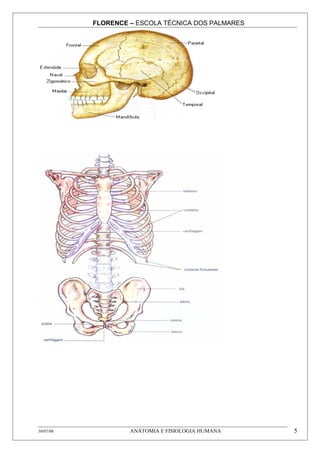 FLORENCE – ESCOLA TÉCNICA DOS PALMARES




30/07/08            ANATOMIA E FISIOLOGIA HUMANA    5
 