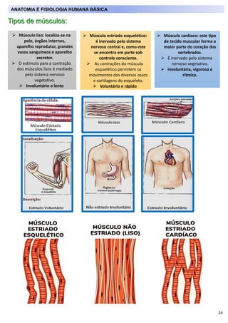 24
Tipos de músculos:
➢ Músculo liso: localiza-se na
pele, órgãos internos,
aparelho reprodutor, grandes
vasos sanguíneos ...