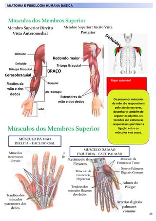 29
Músculos dos Membros Superior
Membro Superior Direito Vista
Posterior
Redondo maior
Tríceps Braquial
BRAÇO
Deltoide
Del...