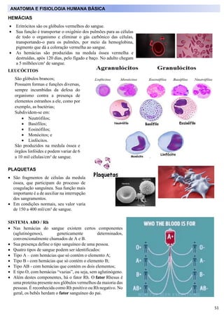 51
HEMÁCIAS
• Eritrócitos são os glóbulos vermelhos do sangue.
• Sua função é transportar o oxigênio dos pulmões para as c...