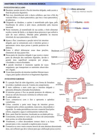 60
 Duodeno: porção inicial e fixa do intestino delgado, onde ocorre o
final do processo digestório.
 Para isso, desembo...