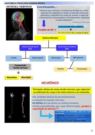 62
SISTEMA NERVOSO
Sistema Nervoso
Sistema Nervoso Central
(SNC)
Sistema Nervoso Periférico
(SNP)
Encéfalo Medula Espinhal...