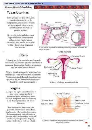 Anatomia e Fisiologia Humana Básica.pdf