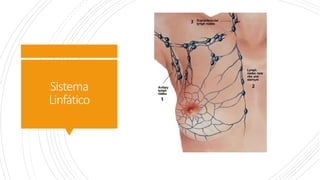 Sistema
Linfático
 