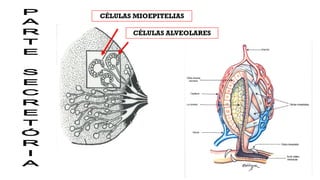 CÉLULAS MIOEPITELIAS
CÉLULAS ALVEOLARES
 