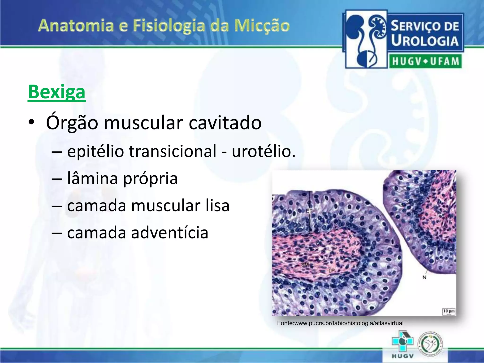 Anatomia e fisiologia vesical | PPT