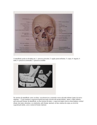 A mandíbula pode ser dividida em: 1- processo alveolar; 2- região parassinfisária; 3- corpo; 4- ângulo; 5-
ramo; 6- processo coronoide; 7- processo condilar.
No interior da mandíbula corre seu feixe vasculonervoso,contendo o nervo alveolar inferior (ramo do nervo
trigêmeo – V par craniano), responsávelpela inervação sensitiva da arcada inferior, mento e lábio inferior;
que entra pelo forame da mandíbula, na face interna do ramo, e segue um trajeto entre as duas laminas cortical
abaixo das raízes dentarias e se exterioriza pelo forame mentual, na face externa do corpo, ao nível do
segundo pré-molar, com o nome de forame mentual.
 