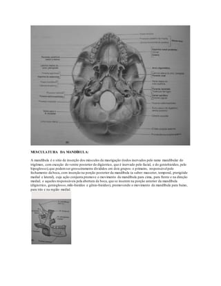 MUSCULATURA DA MANDÍBULA:
A mandíbula é o sitio de inserção dos músculos da mastigação (todos inervados pelo ramo mandibular do
trigêmeo, com exceção do ventre posterior do digástrico, que é inervado pelo facial, e do geniohioídeo, pelo
hipoglosso),que podemser grosseiramente divididos em dois grupos: o primeiro, responsávelpelo
fechamento da boca, com inserção na porção posterior da mandíbula (a saber: masseter, temporal, pterigóide
medial e lateral), cuja ação conjunta promove o movimento da mandíbula para cima, para frente e na direção
medial; e aqueles responsáveis pela abertura da boca, que se inserem na porção anterior da mandíbula
(digástrico, genioglosso,milo-hioídeo e gênio-hioídeo), promovendo o movimento da mandíbula para baixo,
para trás e na região medial.
 
