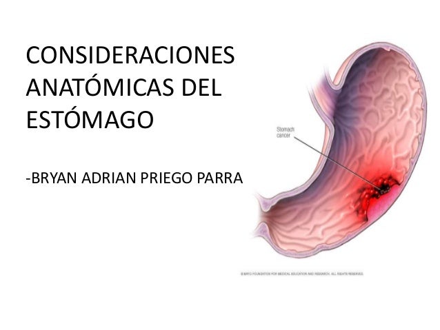 Anatomia E Histologia Del Estomago