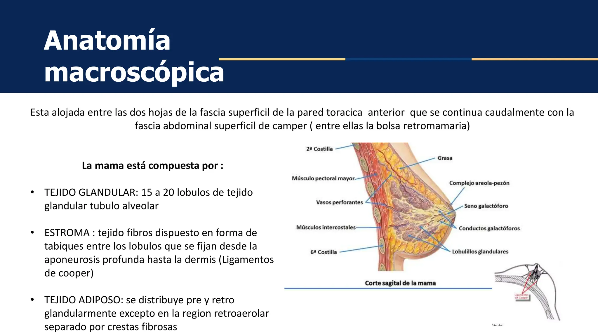 ANATOMIA E HISTOLOGIA DE LA MAMA ppt.pptx