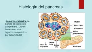 Histología del páncreas
•La parte endocrina se
agrupa en islotes de
Langerhans. Dichos
islotes son micro
órganos compuestos
por subunidades
 