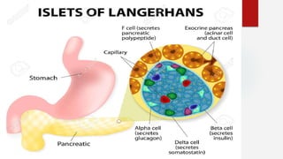 Anatomia e histologia del Pancreas UNEFEM