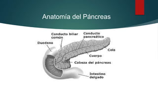 Anatomía del Páncreas
 