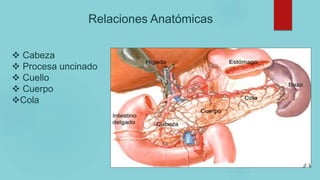 Relaciones Anatómicas
 Cabeza
 Procesa uncinado
 Cuello
 Cuerpo
Cola
 