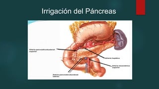Irrigación del Páncreas
 