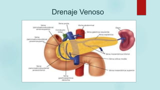 Drenaje Venoso
 