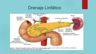 Drenaje Linfático
 