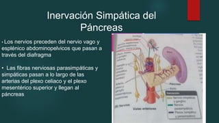 Inervación Simpática del
Páncreas
• Los nervios preceden del nervio vago y
esplénico abdominopelvicos que pasan a
través del diafragma
• Las fibras nerviosas parasimpáticas y
simpáticas pasan a lo largo de las
arterias del plexo celiaco y el plexo
mesentérico superior y llegan al
páncreas
 