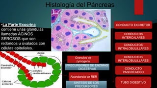 Histología del Páncreas
•La Parte Exocrina
contiene unas glándulas
llamadas ÁCINOS
SEROSOS que son
redondos u ovalados con
células epiteliales.
Granulos de
zymogeno
Abundancia de RER
CONDUCTO EXCRETOR
CONDUCTOS
INTERCALARES
CONDUCTOS
INTRALOBULILLARES
CONDUCTOS
INTERLOBULILLARES
CONDUCTO
PANCREATICO
TUBO DIGESTIVO
PRECURSORES DE ENZIMAS
DIGESTIVAS
SINTESIS DE LOS
PRECURSORES
 