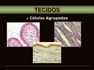  Células Agrupadas
TECIDOS
 