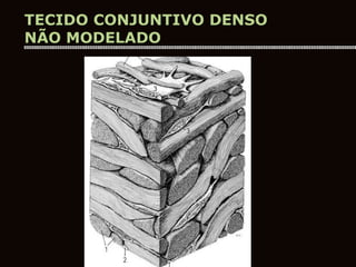 TECIDO CONJUNTIVO DENSO
NÃO MODELADO
 