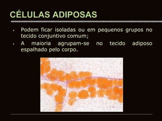 CÉLULAS ADIPOSAS
Podem ficar isoladas ou em pequenos grupos no
tecido conjuntivo comum;
A maioria agrupam-se no tecido adiposo
espalhado pelo corpo.
 