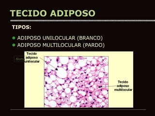 TIPOS:
 ADIPOSO UNILOCULAR (BRANCO)
 ADIPOSO MULTILOCULAR (PARDO)
Mama
TECIDO ADIPOSO
 