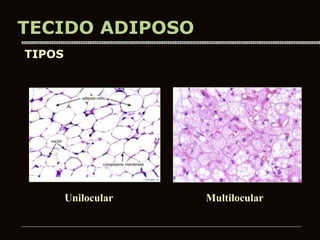 Mama
TECIDO ADIPOSO
Unilocular Multilocular
TIPOS
 