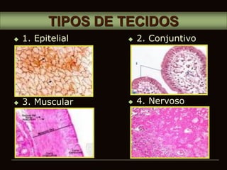 2. Conjuntivo
 4. Nervoso
 1. Epitelial
 3. Muscular
TIPOS DE TECIDOS
 