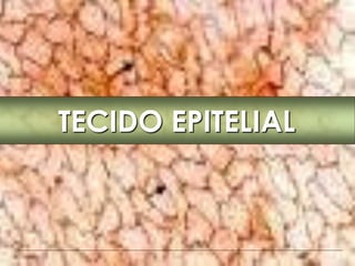 TECIDO EPITELIAL
 