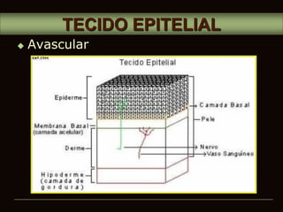  Avascular
TECIDO EPITELIAL
 