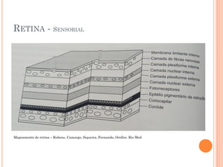 RETINA - SENSORIAL
Mapeamento de retina – Rubens, Camargo, Siqueira, Fernando, Orefice. Rio Med
 
