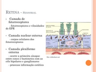 RETINA - SENSORIAL
• Camada de
fotorreceptores
- fotorreceptores e vilosidades
do EPR
• Camada nuclear externa
- corpos celulares dos
fotorreceptores
• Camada plexiforme
externa
- ocorre a primeira sinapse
entre cones e bastonetes com as
céls bipolares e ganglionares
- processa informação estática
Site: slideshare.net
 